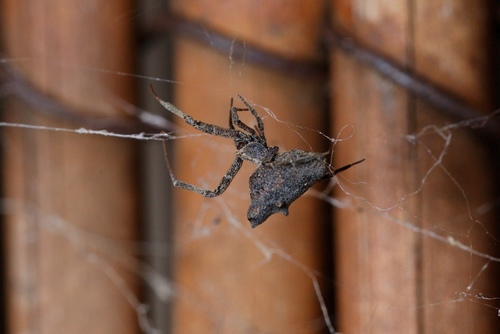Social House Spider photo 4