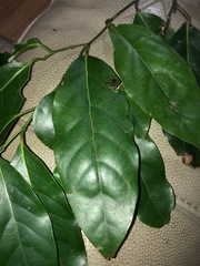 Cryptocarya erythroxylon
