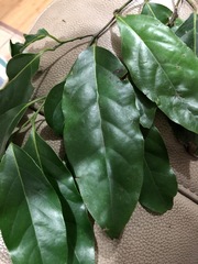 Cryptocarya erythroxylon