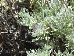 Glaucopsyche lygdamus