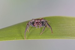 Opisthoncus mordax
