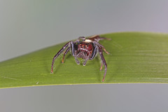 Opisthoncus mordax