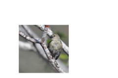 Camarhynchus pallidus