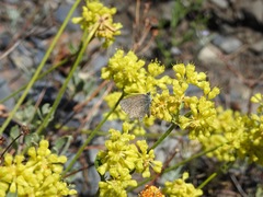 Satyrium behrii