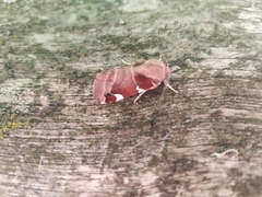 Cosmia diffinis