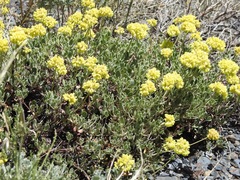 Oligogonum