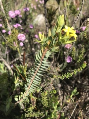 Gnidia styphelioides