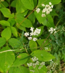 Torilis japonica