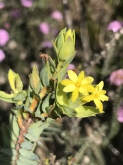 Gnidia styphelioides