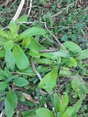 Thelotornis capensis