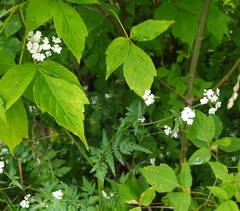 Torilis japonica