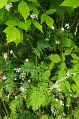 Torilis japonica