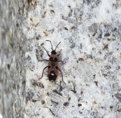 Horvathiolus superbus