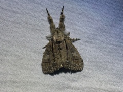 Dasychira obliquata
