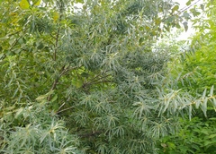 Hippophae rhamnoides