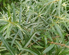 Hippophae rhamnoides