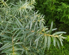 Hippophae rhamnoides