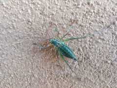 Barbitistes constrictus