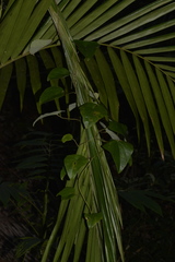 Echinostephia aculeata