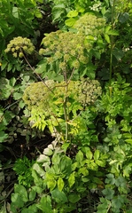 Angelica archangelica