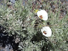 Calochortus bruneaunis