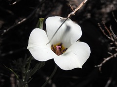 Calochortus bruneaunis