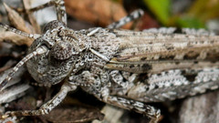 Austroicetes
