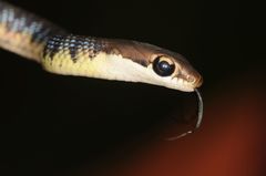 Dendrelaphis tristis