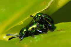 Platycorynus decemnotatus