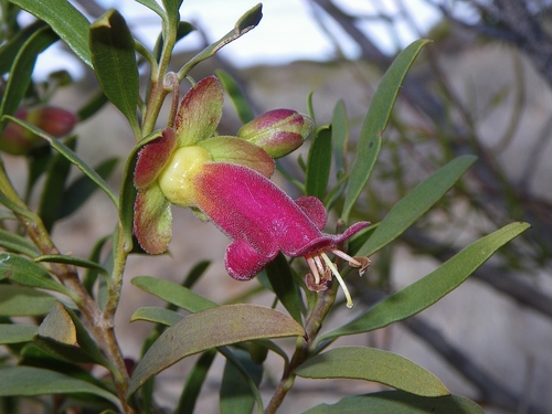 Eremophila neglecta