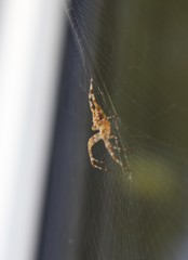 Araneus diadematus