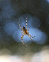 Araneus diadematus