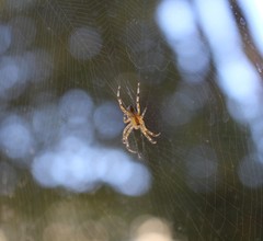Araneus diadematus