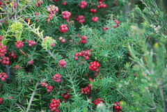 Leptecophylla oxycedrus