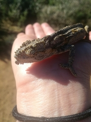 Bradypodion occidentale