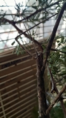 Bactrododema haworthii