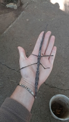 Bactrododema haworthii