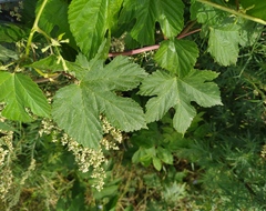 Humulus lupulus