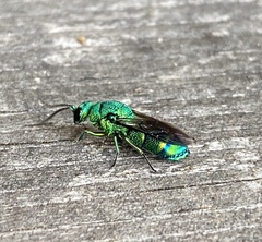 Chrysis smaragdula
