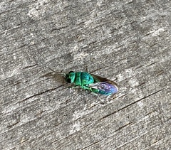 Chrysis smaragdula