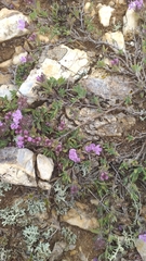 Thymus baicalensis