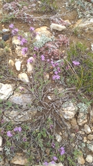 Thymus baicalensis