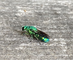 Chrysis smaragdula