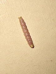 Litoprosopus coachella