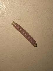 Litoprosopus coachella