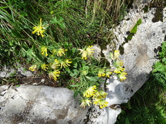 Anthyllis vulneraria alpestris
