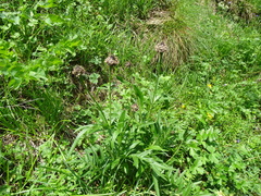 Centaurea scabiosa alpestris