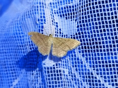 Idaea rufaria