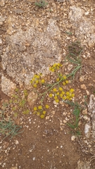 Bupleurum bicaule