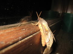 Oxycanus